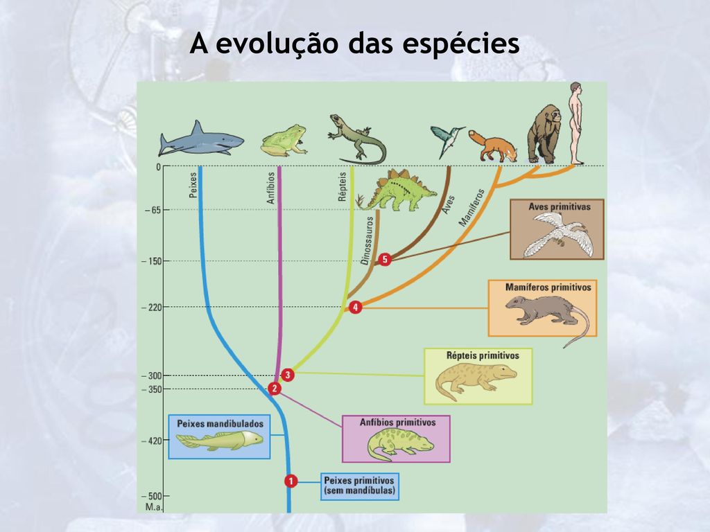 A evolução das espécies