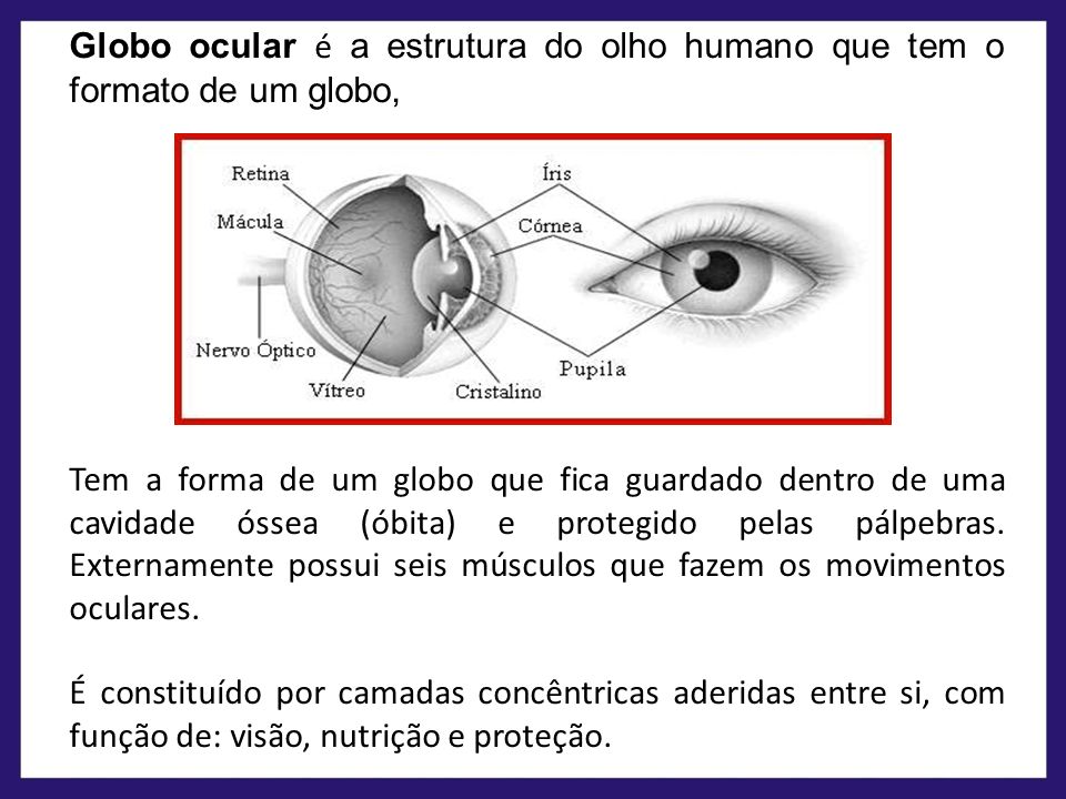 Globo ocular é a estrutura do olho humano que tem o formato de um globo,