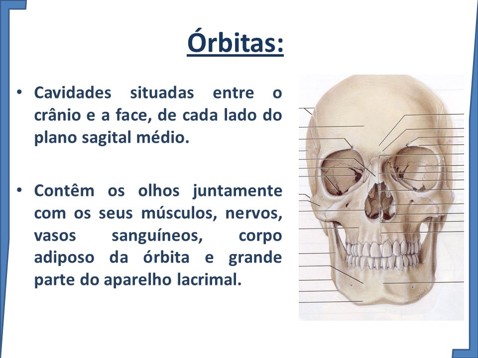 Órbitas: Cavidades situadas entre o crânio e a face, de cada lado do plano sagital médio.