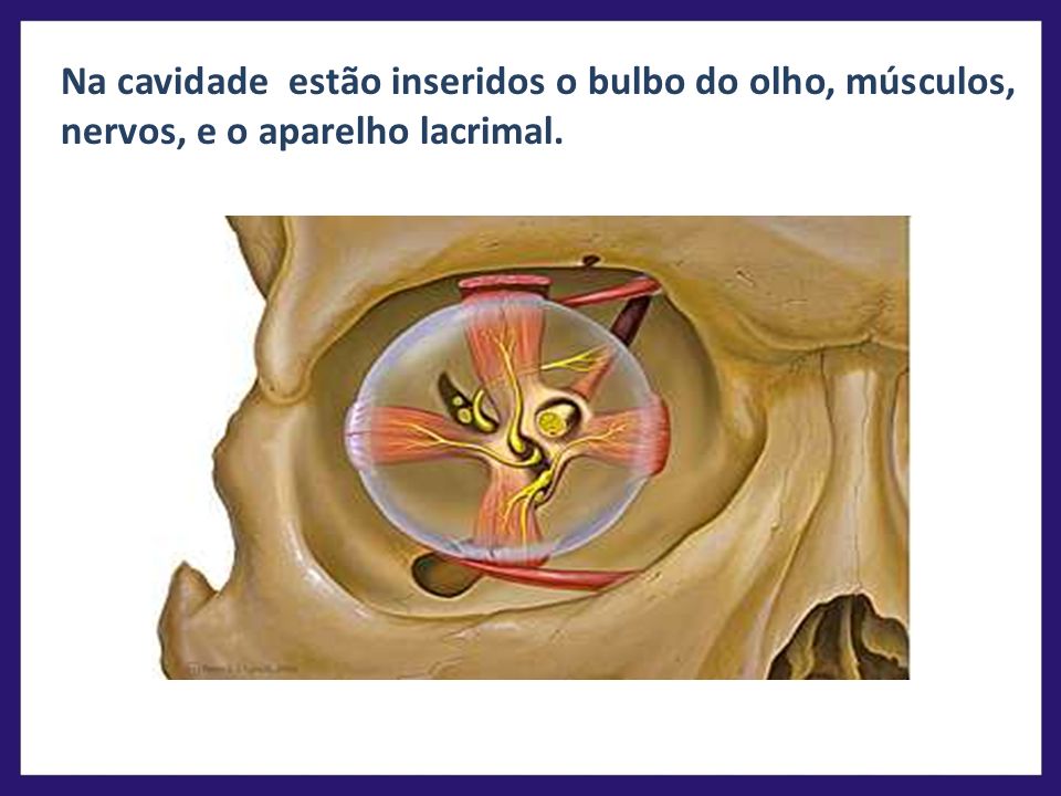 Na cavidade estão inseridos o bulbo do olho, músculos, nervos, e o aparelho lacrimal.