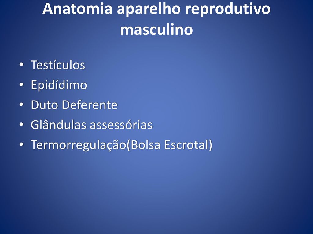 Anatomia aparelho reprodutivo masculino