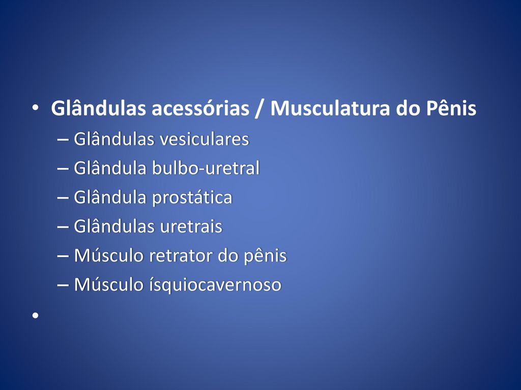 Glândulas acessórias / Musculatura do Pênis