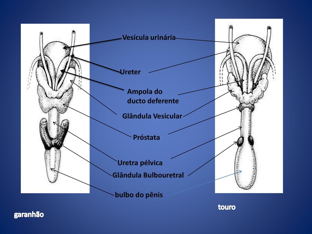 Vesícula urinária Ureter. Ampola do ducto deferente. Próstata. Glândula Vesicular. Uretra pélvica.