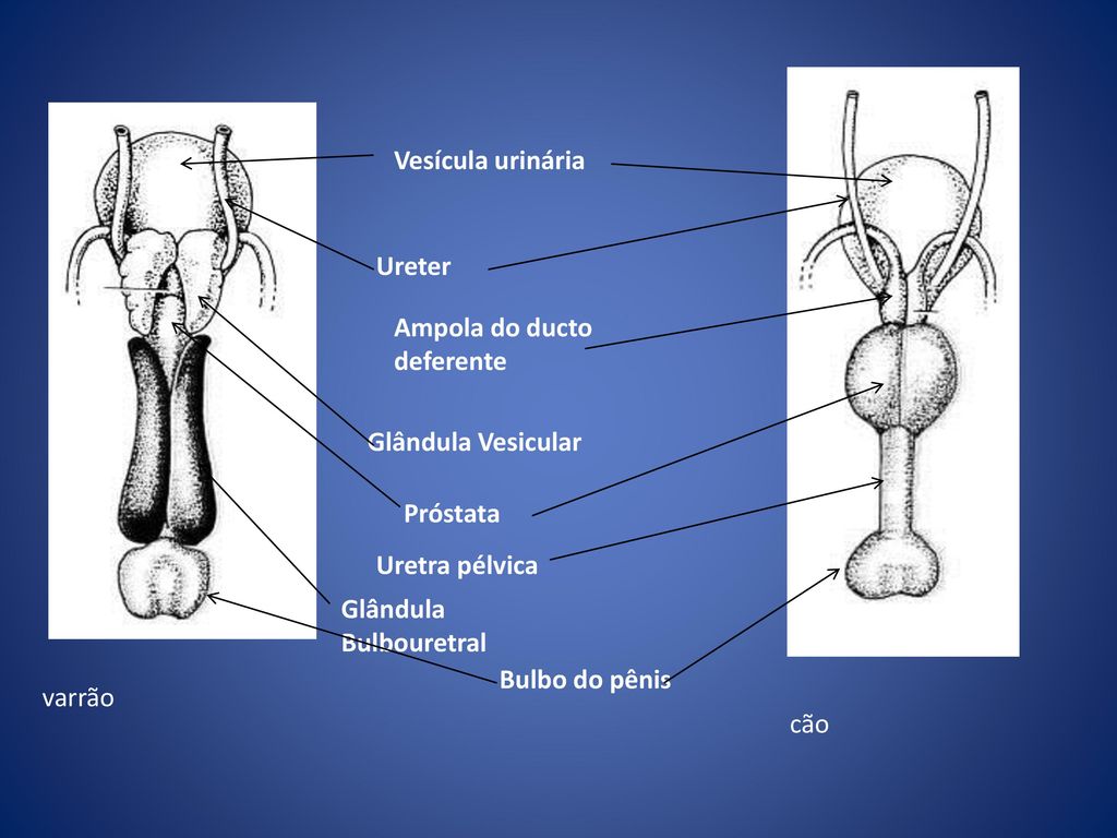rrão Vesícula urinária Ureter Ampola do ducto deferente