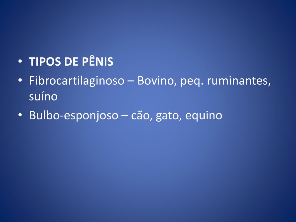 TIPOS DE PÊNIS Fibrocartilaginoso – Bovino, peq. ruminantes, suíno.