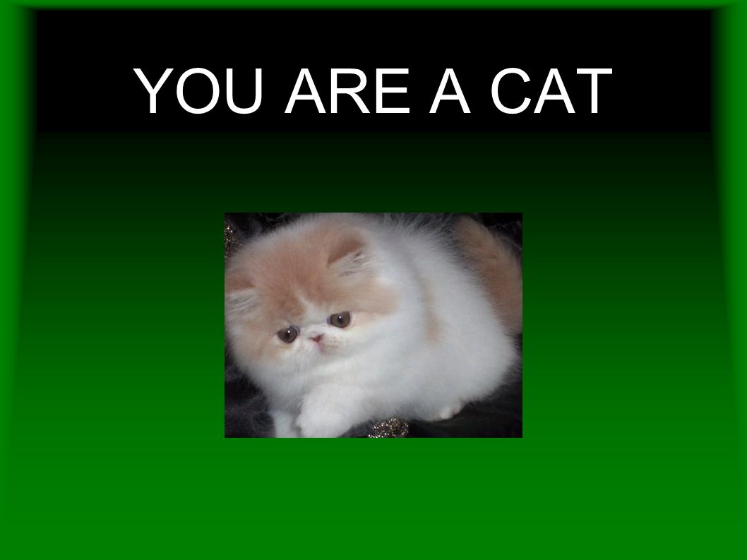 YOU ARE A CAT