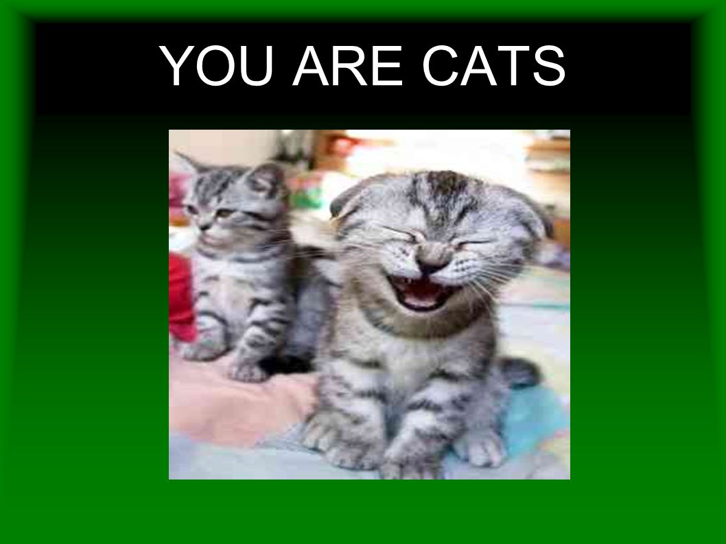YOU ARE CATS