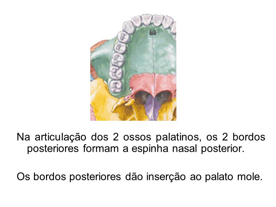 Na articulação dos 2 ossos palatinos, os 2 bordos posteriores formam a espinha nasal posterior.
