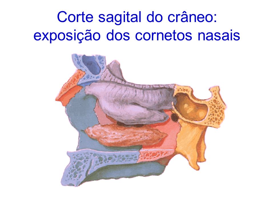 Corte sagital do crâneo: exposição dos cornetos nasais