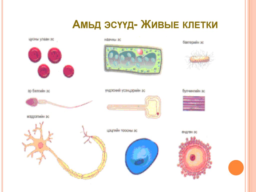 Амьд эсүүд- Живые клетки