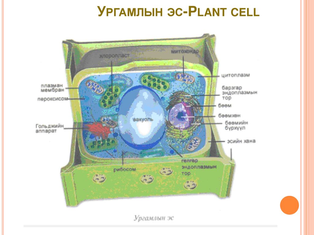 Ургамлын эс-Plant cell