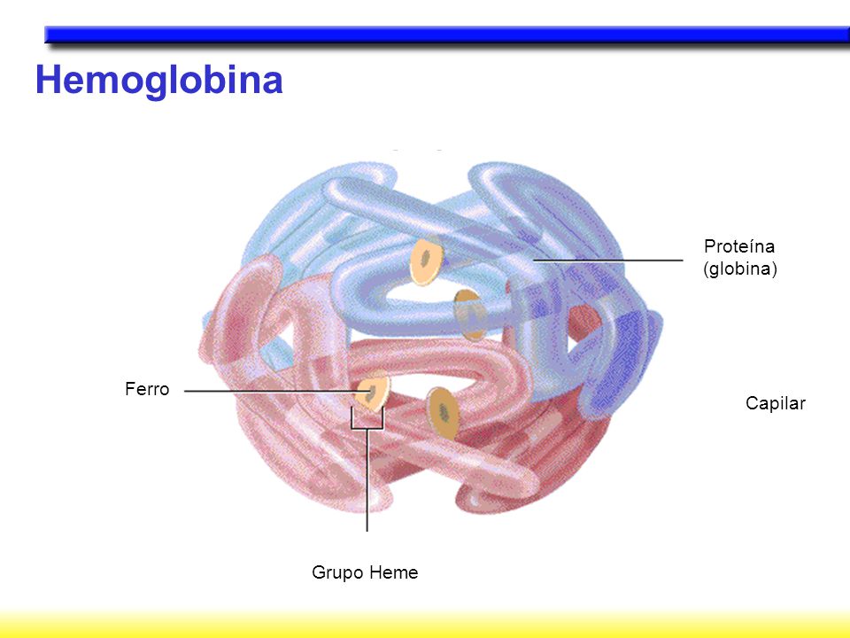 Hemoglobina Proteína (globina) Capilar Grupo Heme Ferro