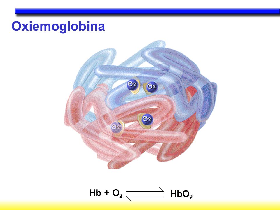 Oxiemoglobina Hb + O2 HbO2