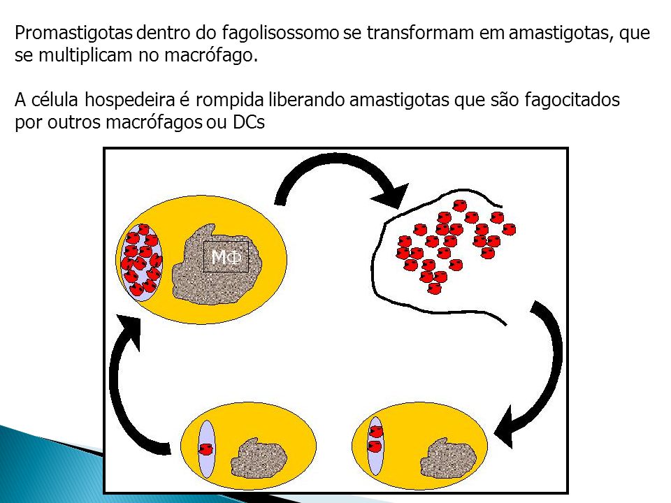 Promastigotas dentro do fagolisossomo se transformam em amastigotas, que se multiplicam no macrófago.