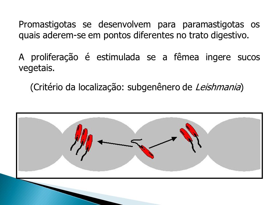 Promastigotas se desenvolvem para paramastigotas os quais aderem-se em pontos diferentes no trato digestivo.