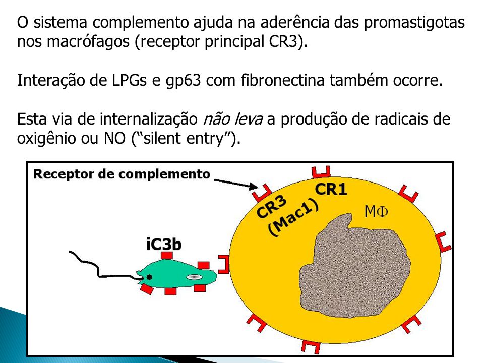 O sistema complemento ajuda na aderência das promastigotas nos macrófagos (receptor principal CR3).
