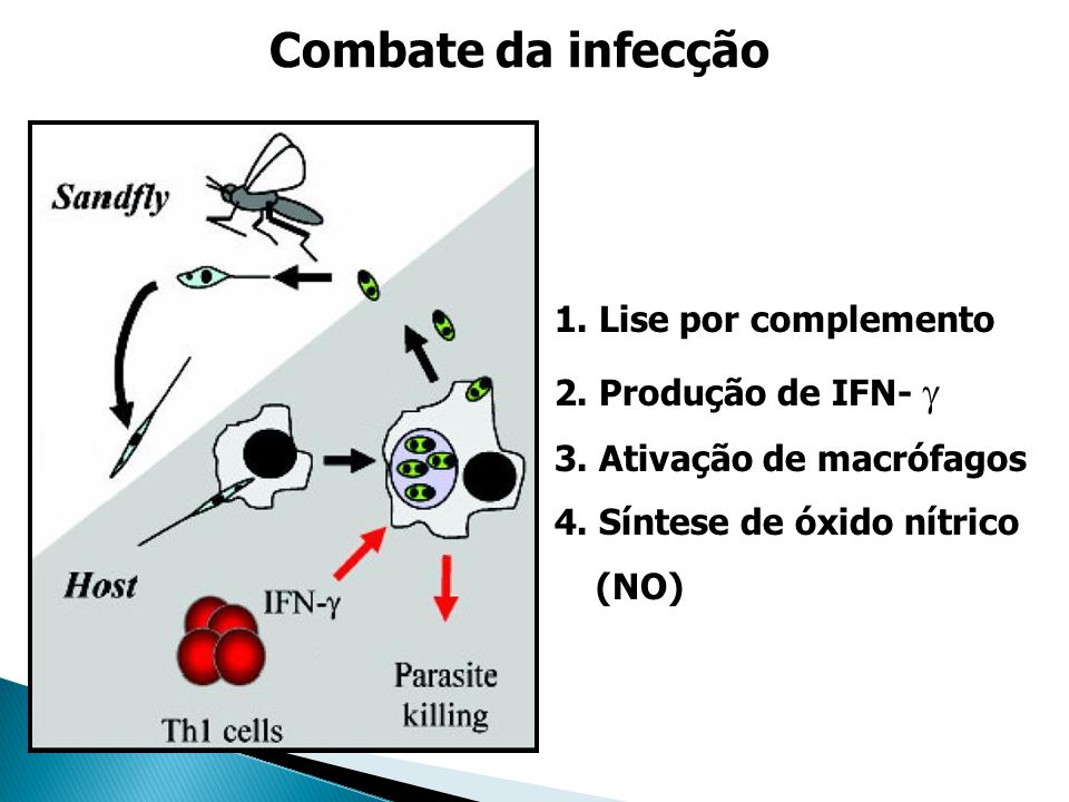 Combate da infecção 1. Lise por complemento 2. Produção de IFN- 