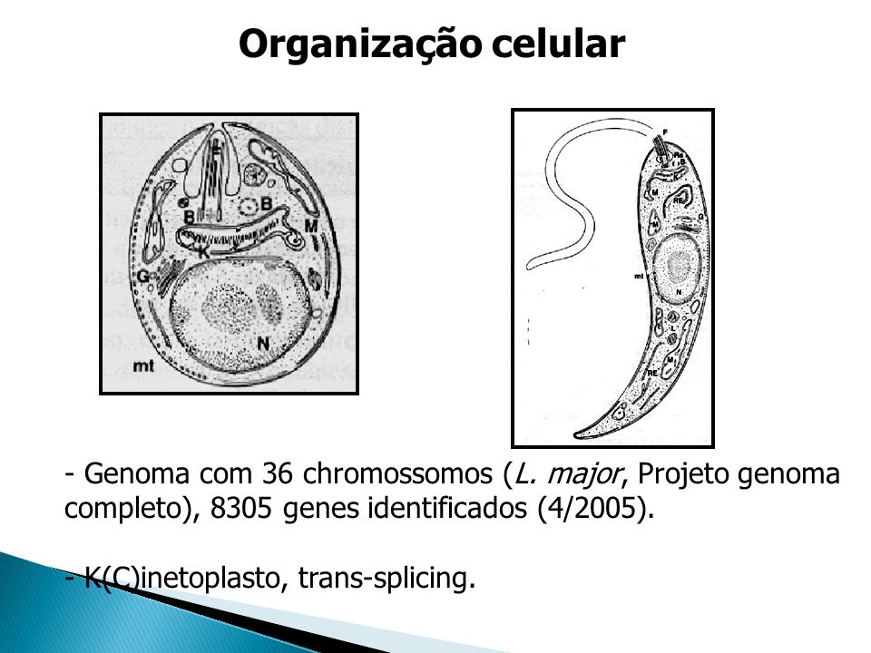 Organização celular Genoma com 36 chromossomos (L. major, Projeto genoma completo), 8305 genes identificados (4/2005).