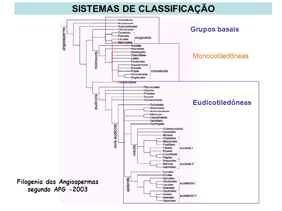 Mono e dicotiledoneas SISTEMAS+DE+CLASSIFICA%C3%87%C3%83O+Filogenia+das+Angiospermas