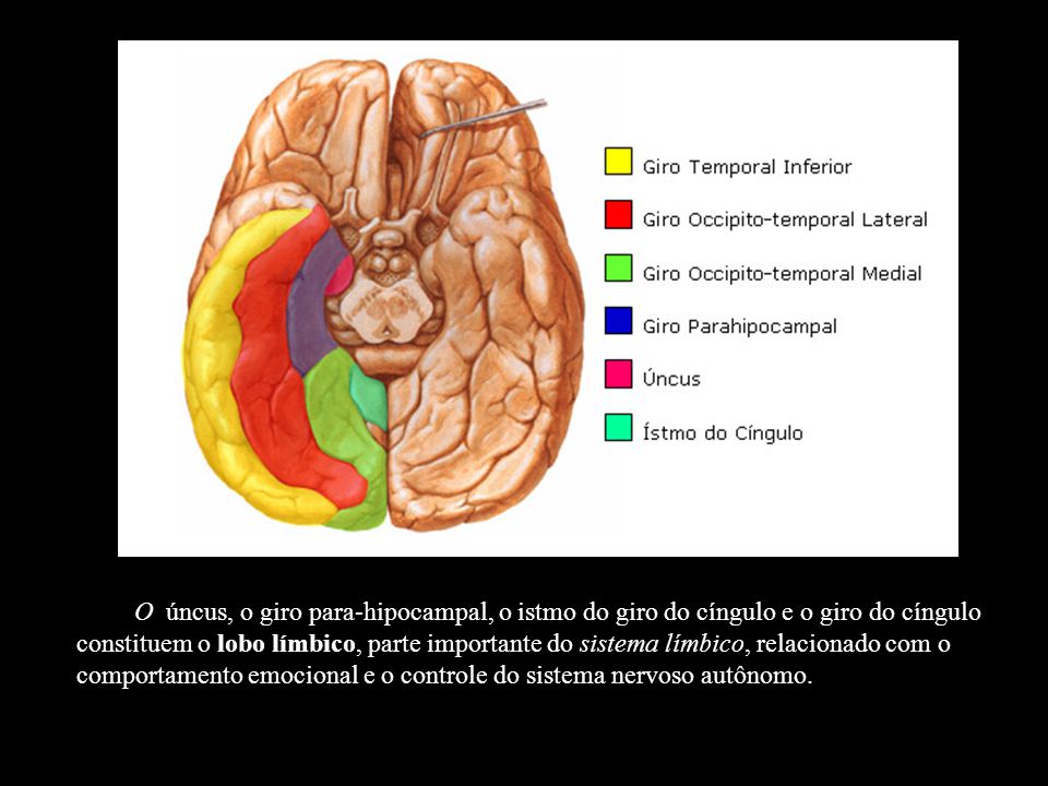 O úncus, o giro para-hipocampal, o istmo do giro do cíngulo e o giro do cíngulo constituem o lobo límbico, parte importante do sistema límbico, relacionado com o comportamento emocional e o controle do sistema nervoso autônomo.