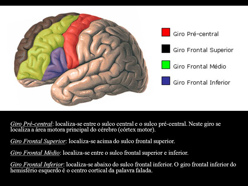 Giro Pré-central: localiza-se entre o sulco central e o sulco pré-central. Neste giro se localiza a área motora principal do cérebro (córtex motor).