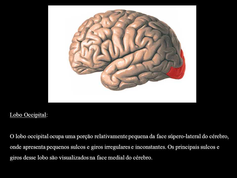 Lobo Occipital:
