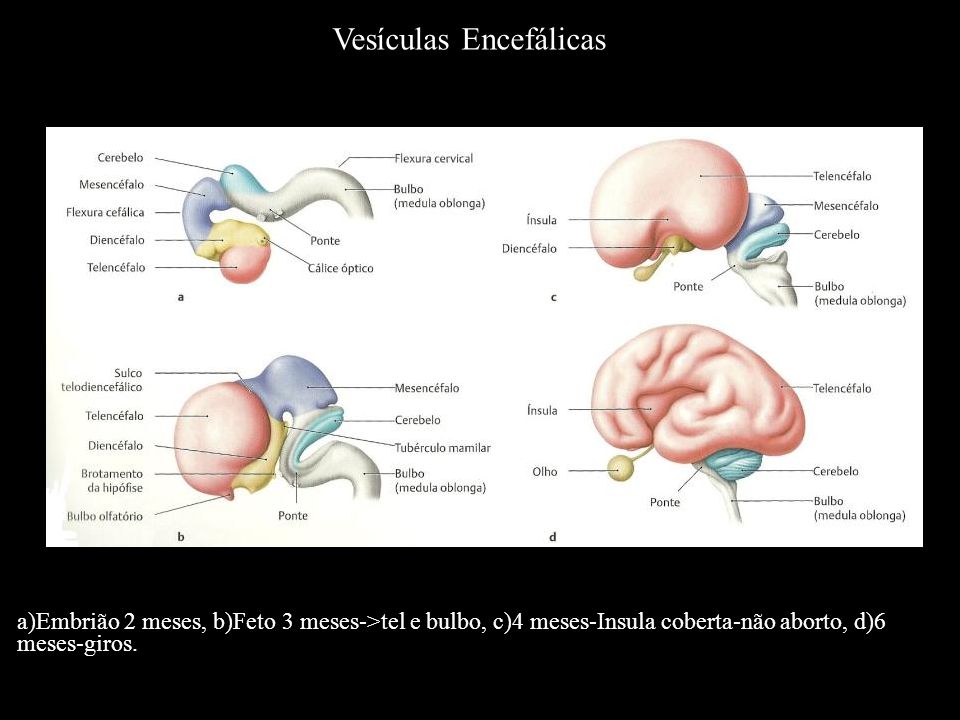 Vesículas Encefálicas