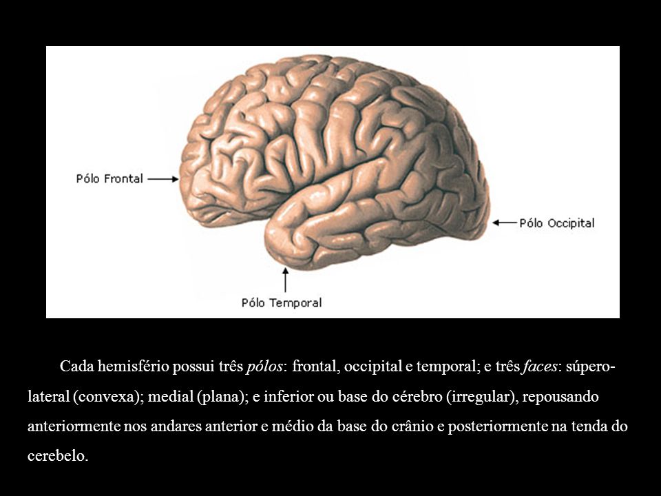 Cada hemisfério possui três pólos: frontal, occipital e temporal; e três faces: súpero-lateral (convexa); medial (plana); e inferior ou base do cérebro (irregular), repousando anteriormente nos andares anterior e médio da base do crânio e posteriormente na tenda do cerebelo.