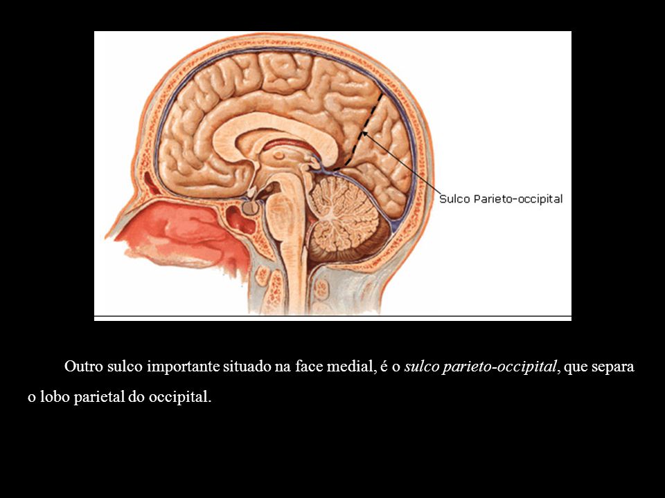 Outro sulco importante situado na face medial, é o sulco parieto-occipital, que separa o lobo parietal do occipital.