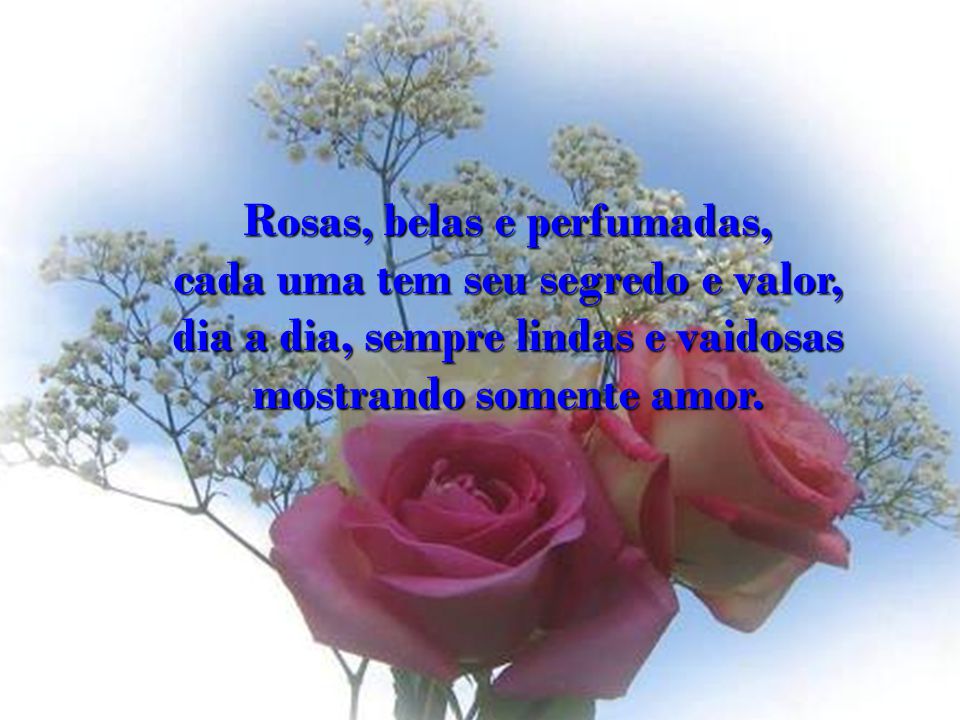 Rosas, belas e perfumadas, cada uma tem seu segredo e valor,