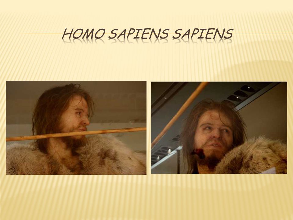 Homo sapiens sapiens