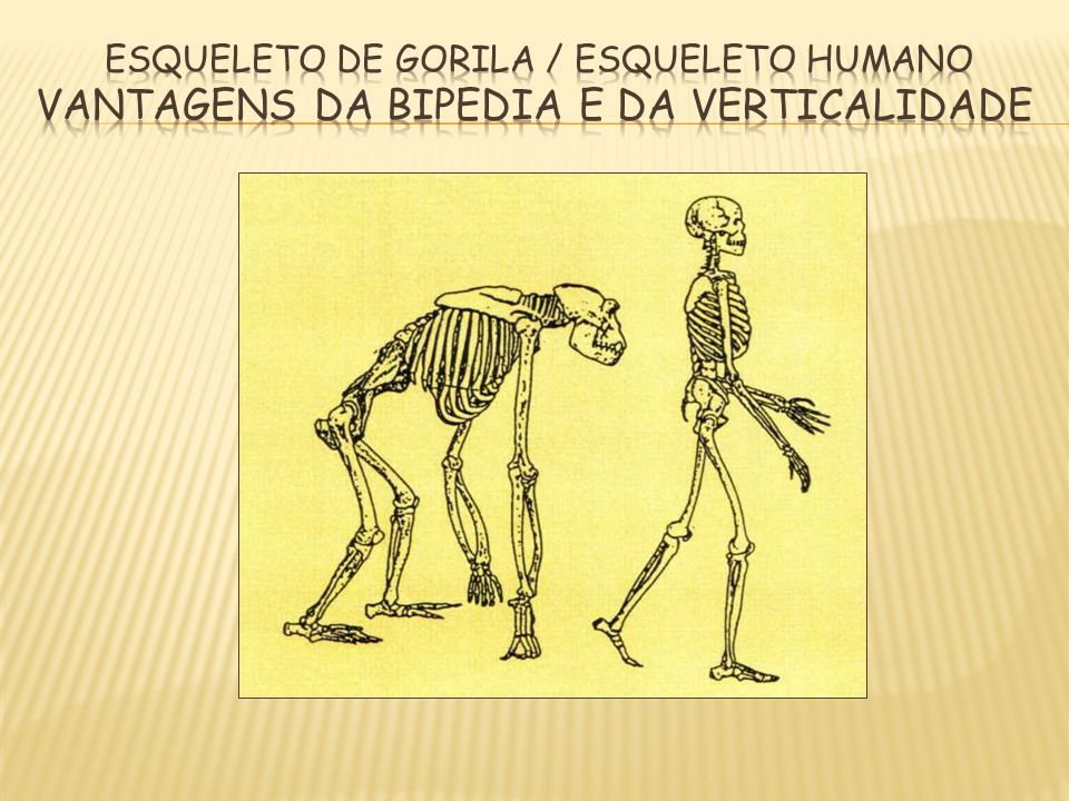 ESQUELETO DE GORILA / ESQUELETO HUMANO VANTAGENS DA BIPEDIA E DA VERTICALIDADE
