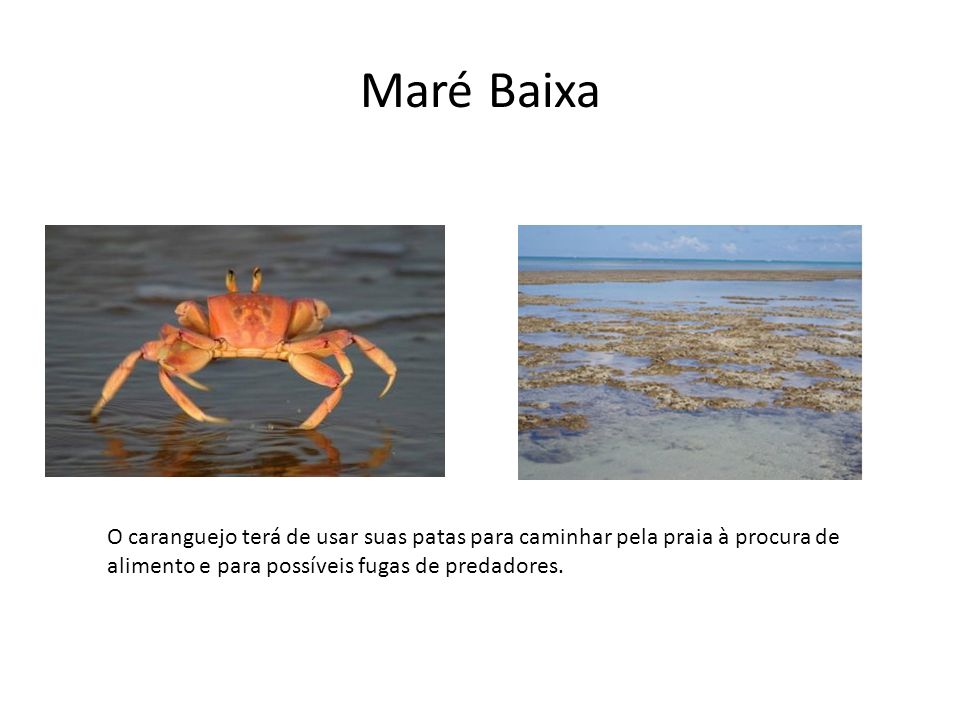 Maré Baixa O caranguejo terá de usar suas patas para caminhar pela praia à procura de alimento e para possíveis fugas de predadores.