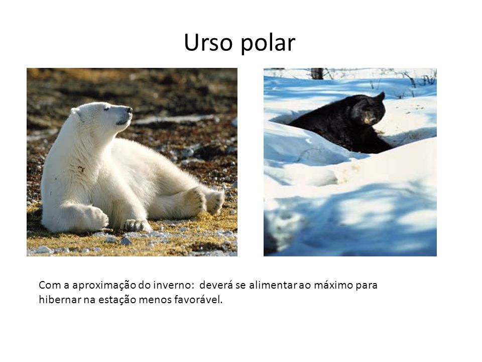 Urso polar Com a aproximação do inverno: deverá se alimentar ao máximo para hibernar na estação menos favorável.
