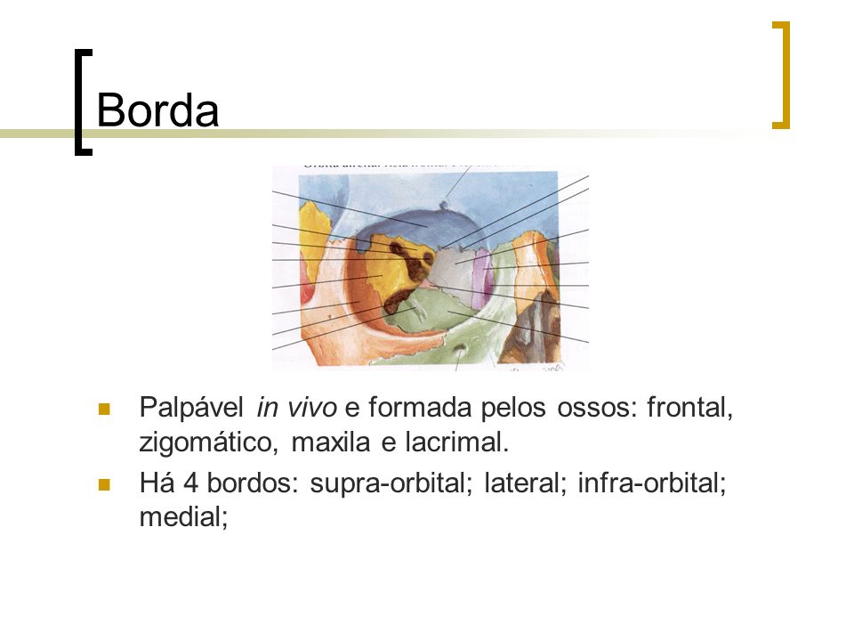 Borda Palpável in vivo e formada pelos ossos: frontal, zigomático, maxila e lacrimal.