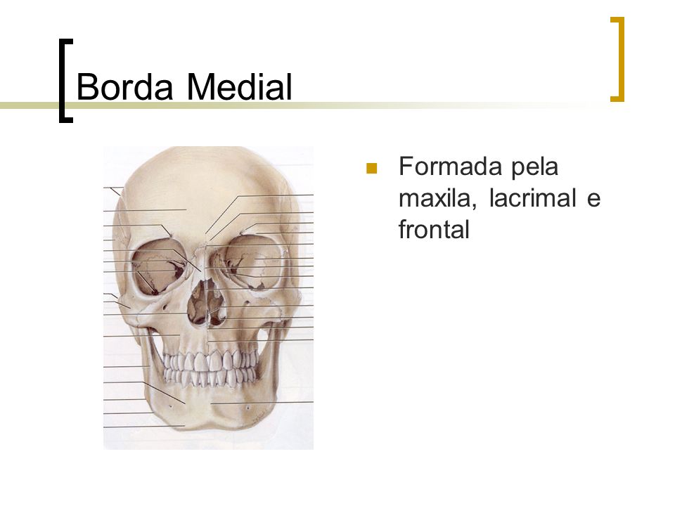 Borda Medial Formada pela maxila, lacrimal e frontal