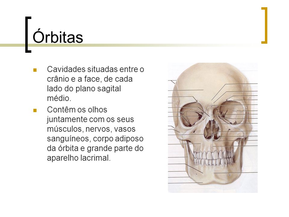 Órbitas Cavidades situadas entre o crânio e a face, de cada lado do plano sagital médio.