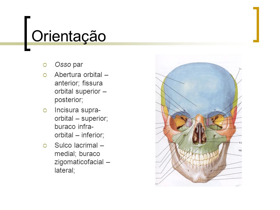 Orientação Osso par. Abertura orbital – anterior; fissura orbital superior – posterior;
