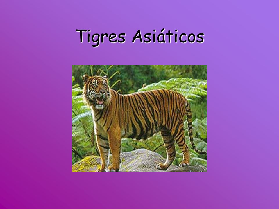 Tigres Asiáticos