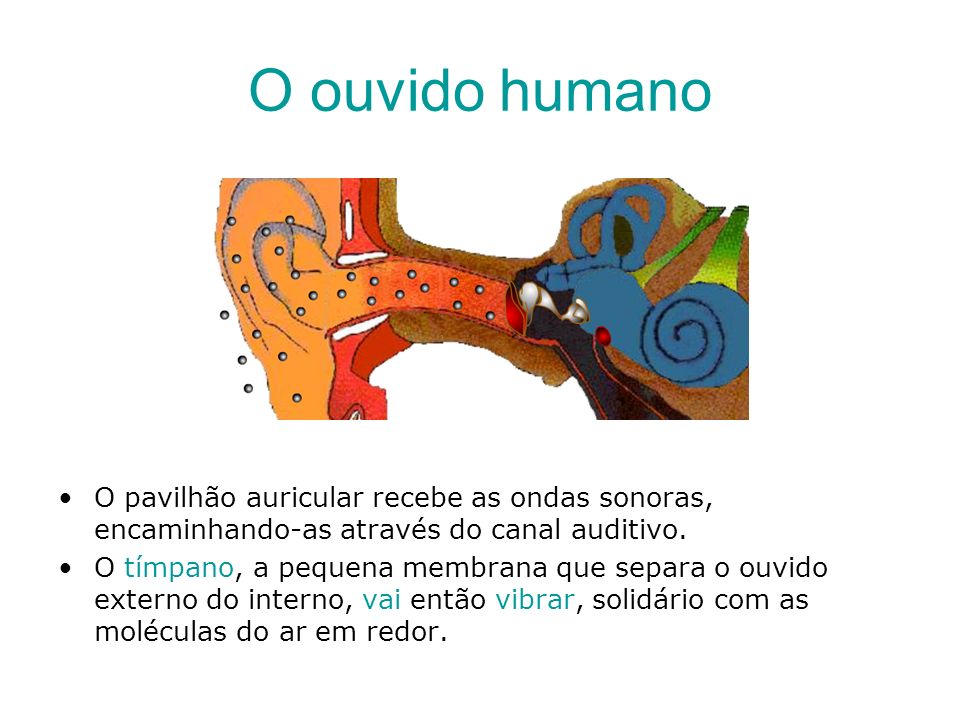 O ouvido humano O pavilhão auricular recebe as ondas sonoras, encaminhando-as através do canal auditivo.