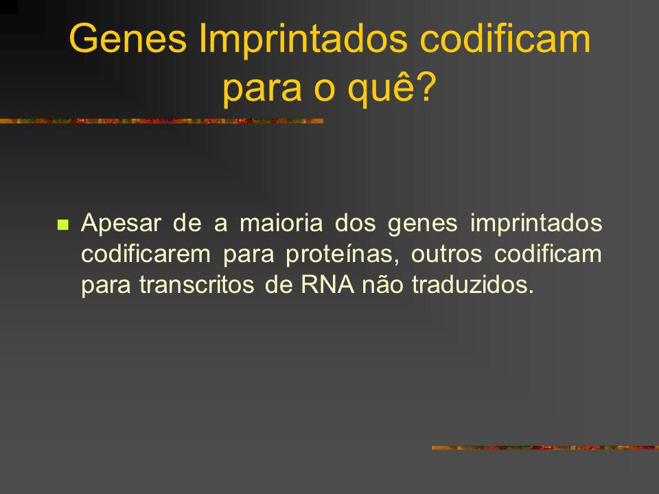 Genes Imprintados codificam para o quê