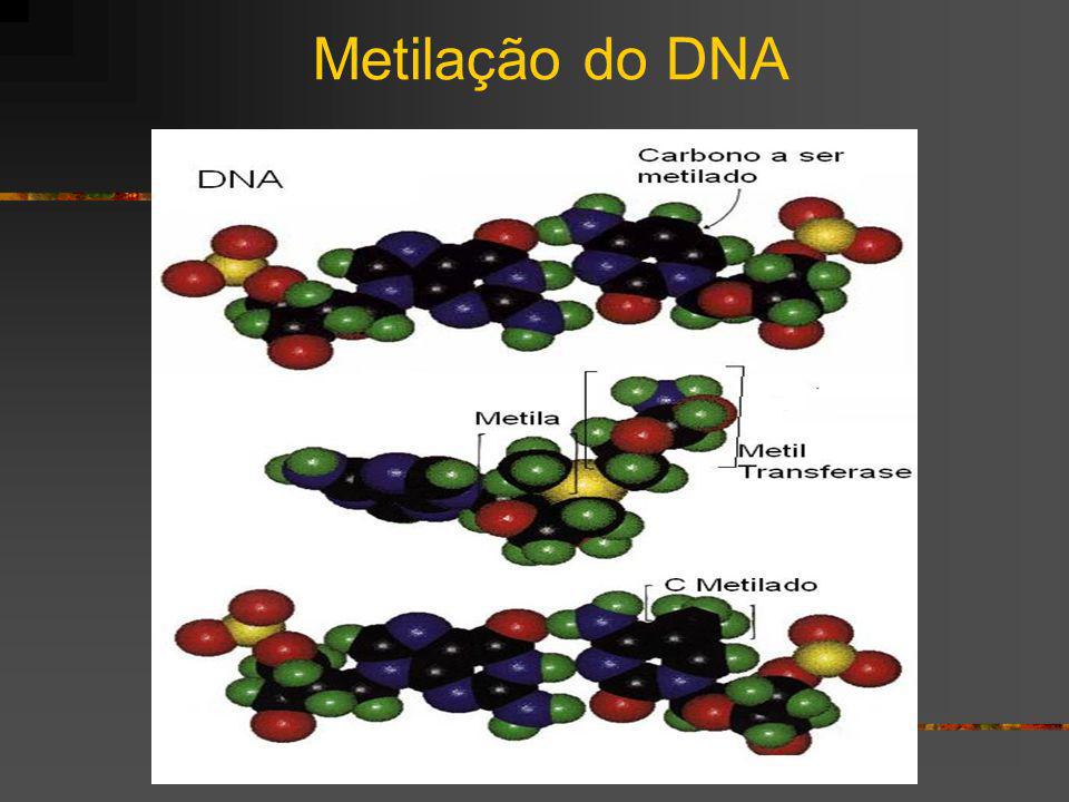 Metilação do DNA