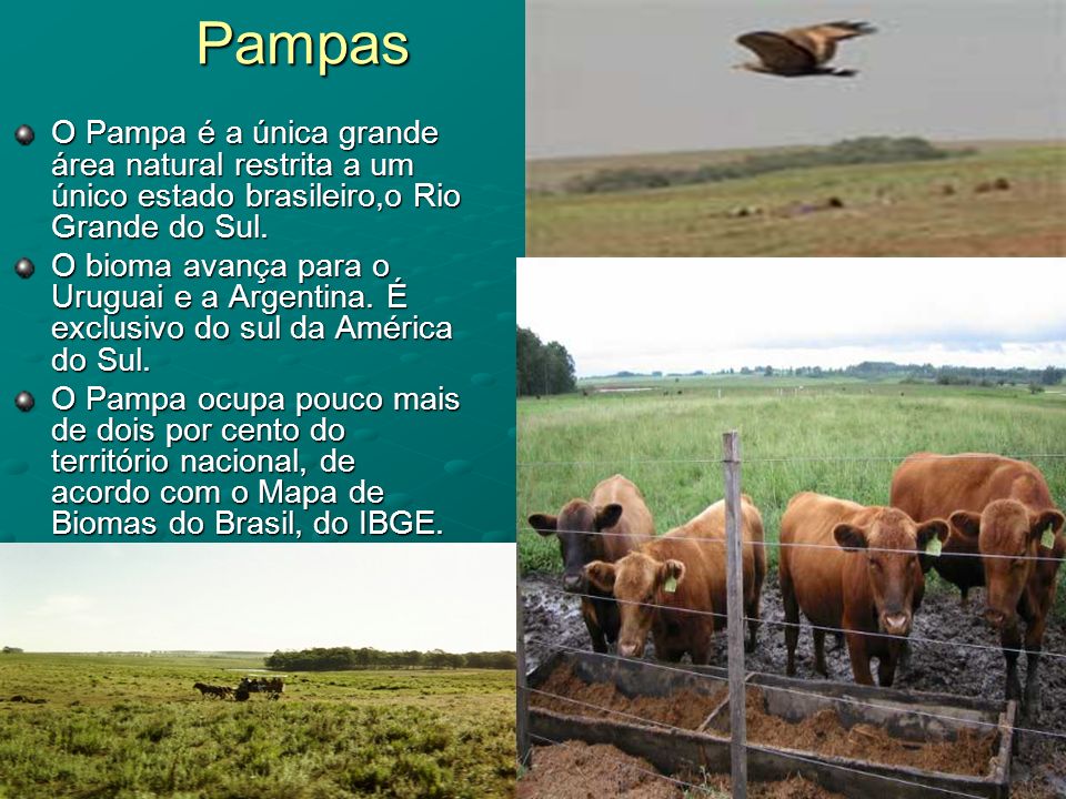 Pampas O Pampa é a única grande área natural restrita a um único estado brasileiro,o Rio Grande do Sul.
