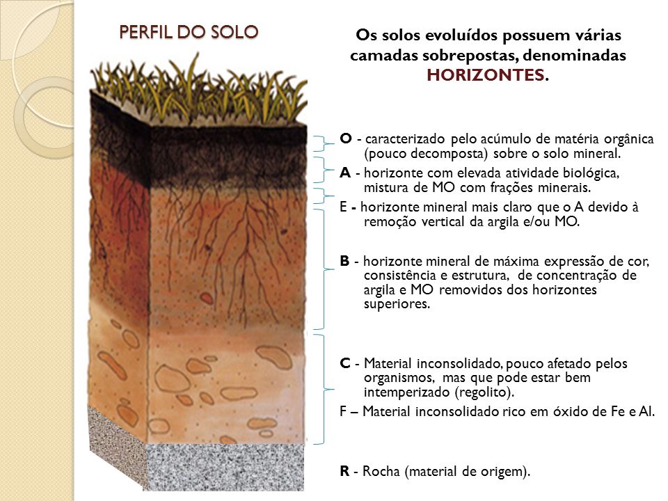 PERFIL DO SOLO Os solos evoluídos possuem várias camadas sobrepostas, denominadas HORIZONTES.