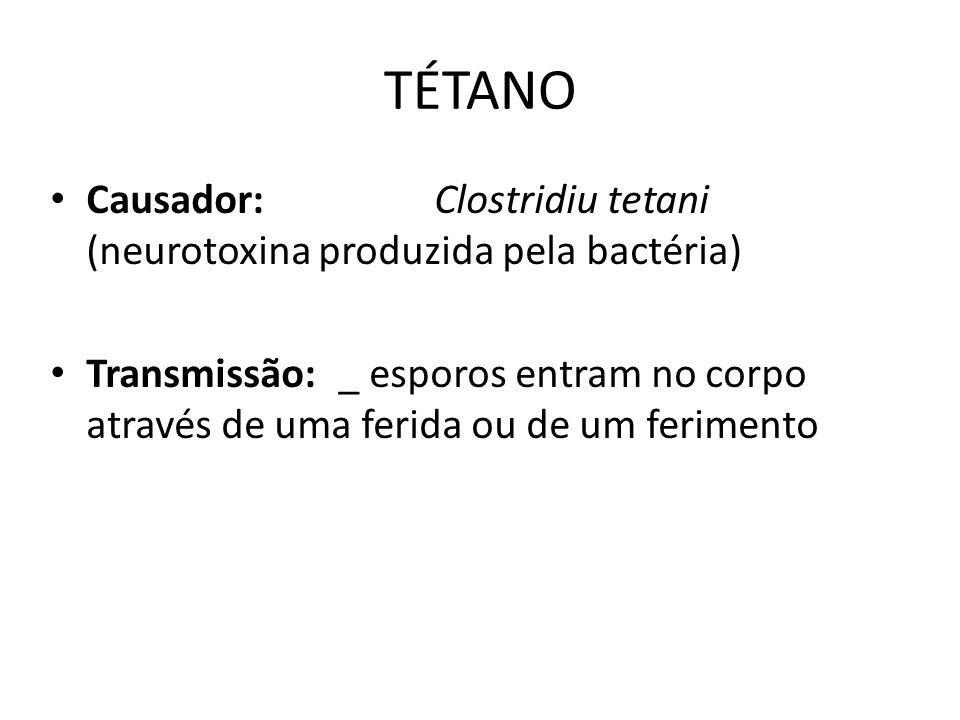 TÉTANO Causador: Clostridiu tetani (neurotoxina produzida pela bactéria)