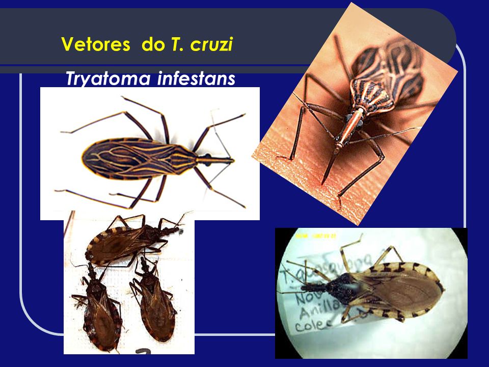 Vetores do T. cruzi Tryatoma infestans