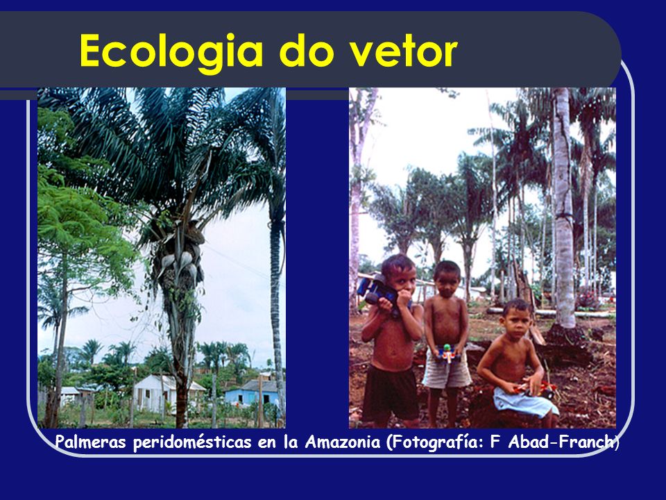 Ecologia do vetor Palmeras peridomésticas en la Amazonia (Fotografía: F Abad-Franch)