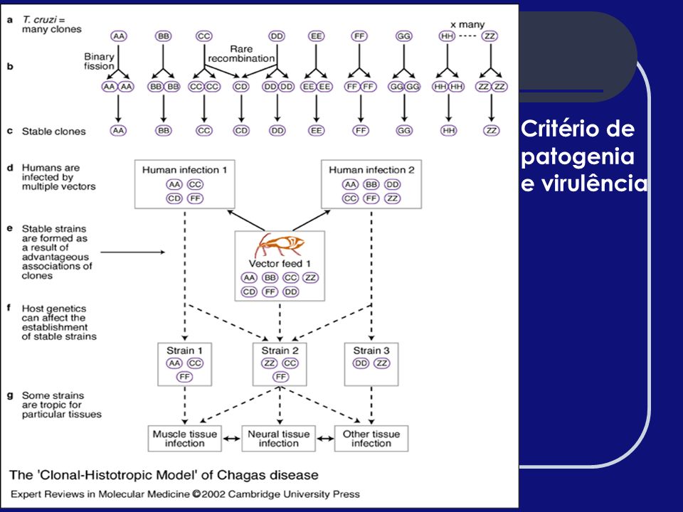 Critério de patogenia e virulência