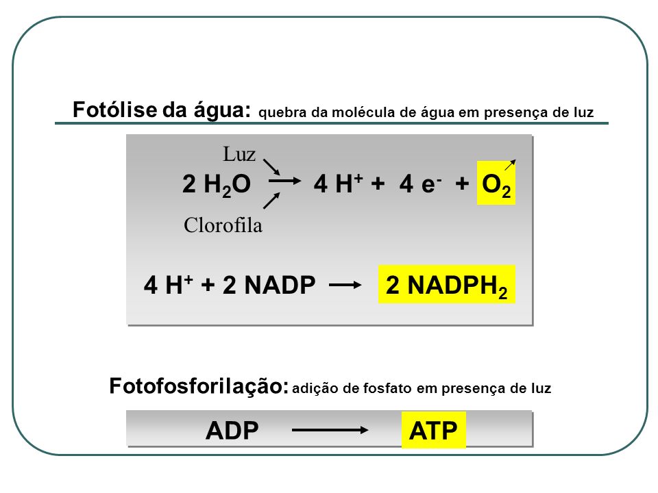 O2 2 H2O 4 H+ + 4 e- + 4 H+ + 2 NADP 2 NADPH2 ADP ATP
