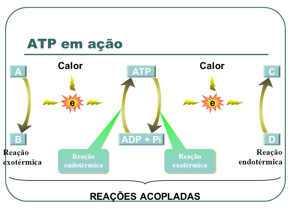 ATP em ação e Calor e Calor A ADP + Pi ATP C B D REAÇÕES ACOPLADAS